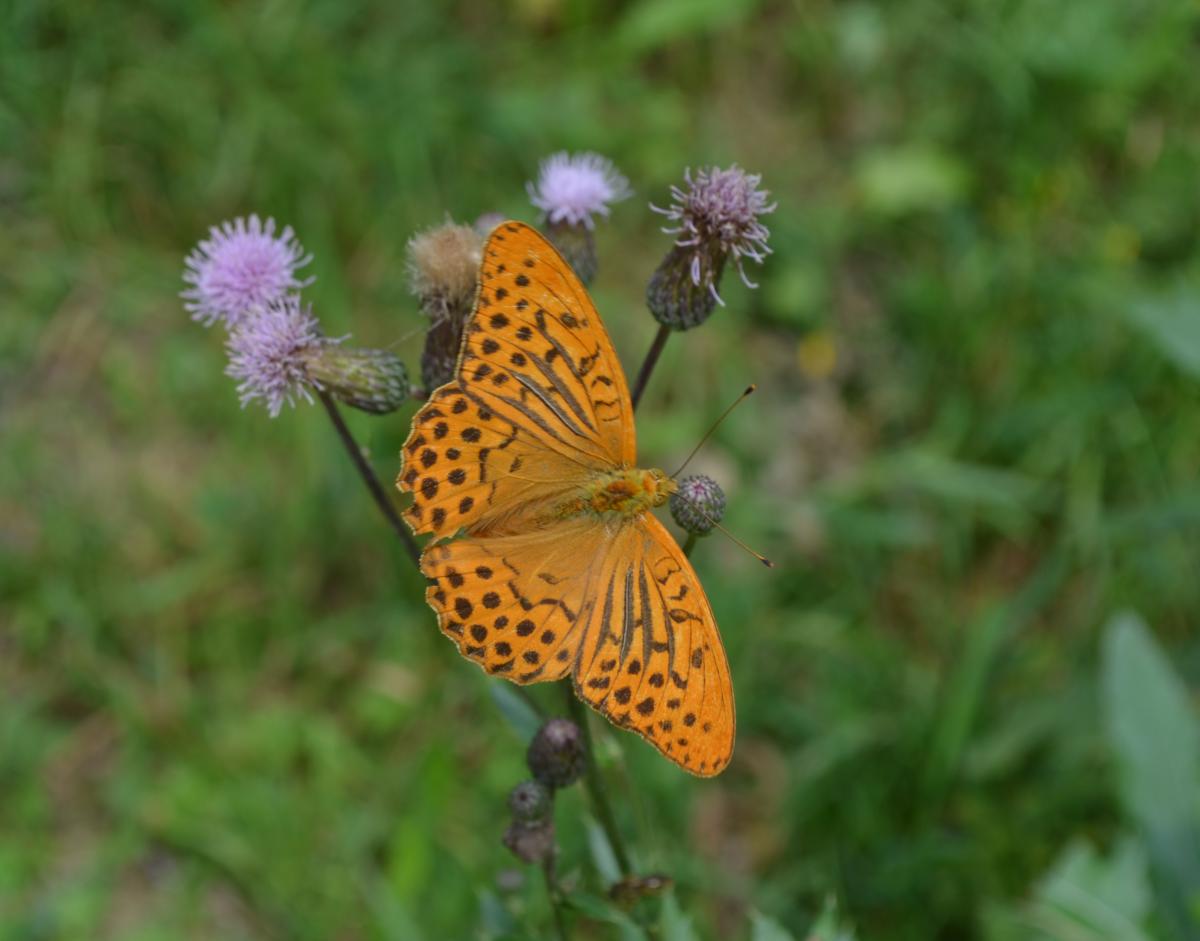 Klimaat en Natuur in Montenegro